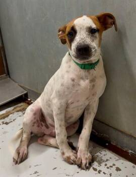 A430298 -  Australian Cattle Dog Blue Heeler and Mixed Breed Dog for Adoption in Conroe, Texas - A430298 | PetCurious