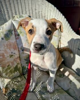 Rescue Labrador Retriever and Beagle Dogs for Adoption in West Milwaukee, Wisconsin - Onion $475 | PetCurious
