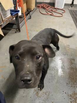 MAGI LUNE -  Pit Bull Terrier Dog for Adoption in Stockton, California - MAGI LUNE | PetCurious