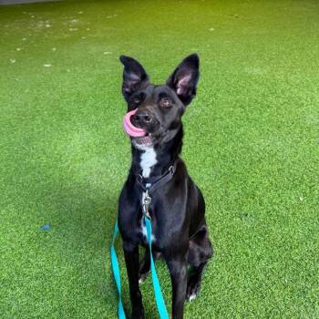 Gideon -  Mixed Breed Dog for Adoption in Jupiter, Florida - Gideon | PetCurious