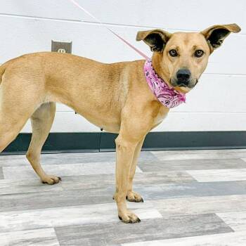 Ruka/Momo -  Black Mouth Cur Dog for Adoption in Lufkin, Texas - Ruka/Momo | PetCurious