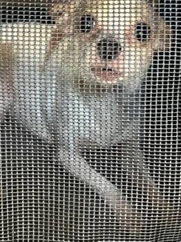 CHARLEY -  Chihuahua and Mixed Breed Dog for Adoption in Dallas, Texas - CHARLEY | PetCurious