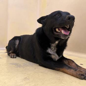 Caspian* -  Shepherd Dog for Adoption in San Gabriel, California - Caspian* | PetCurious