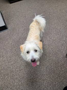 Teddy -  Schnauzer Dog for Adoption in Mustang, Oklahoma - Teddy | PetCurious