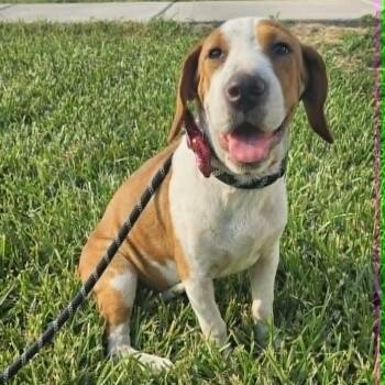 Basset Hound Dogs Available for Adoption in Harlingen, Texas - Comet | PetCurious