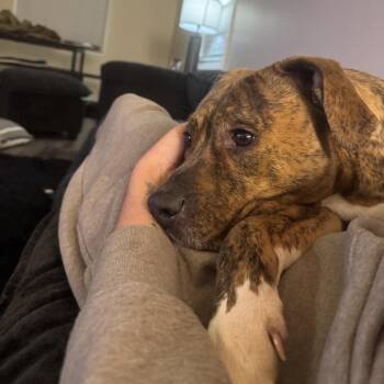 Mixed Breed Dogs Available for Adoption - Abby | PetCurious