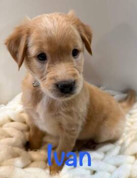 Golden Retriever and Mixed Breed Dogs Available for Adoption - Ivan | PetCurious