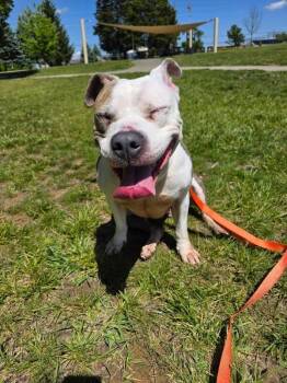 Shannielle -  Mixed Breed Dog for Adoption in Cincinnati, Ohio - Shannielle | PetCurious