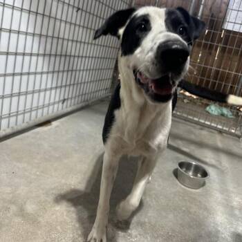 Lovely -  Mixed Breed Dog for Adoption in Madison, Wisconsin - Lovely | PetCurious