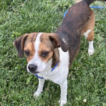 Beagle and Chihuahua Dogs Available for Adoption in Cincinnati, Ohio - LouLou | PetCurious