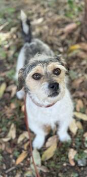 BUCKY -  Terrier Dog for Adoption in San Francisco, California - BUCKY | PetCurious