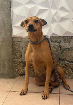 Flaca -  Labrador Retriever and Beagle Dog for Adoption in Ramona, California - Flaca | PetCurious