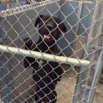 Barksdale -  Mixed Breed Dog for Adoption in Gadsden, Alabama - Barksdale | PetCurious