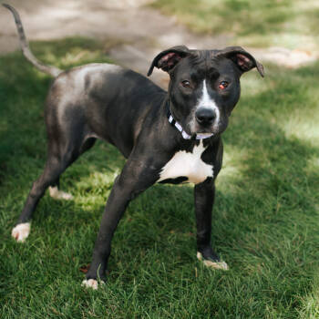 Rescue Pit Bull Terrier Dogs for Adoption in Northbrook, Illinois - Marigold | PetCurious