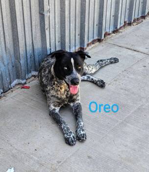 Rescue Australian Cattle Dog Blue Heeler Dogs for Adoption in Amarillo, Texas - Oreo | PetCurious