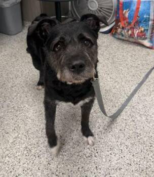 Annona -  Mixed Breed Dog for Adoption in Kansas City, Missouri - Annona | PetCurious