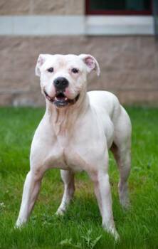 Pit Bull Terrier Dogs Available for Adoption in Derwood, Maryland - BRYCE | PetCurious