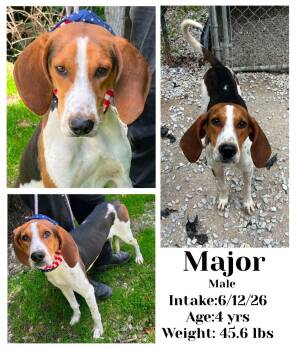 Major -  Coonhound Dog for Adoption in Staffordsville, Kentucky - Major | PetCurious