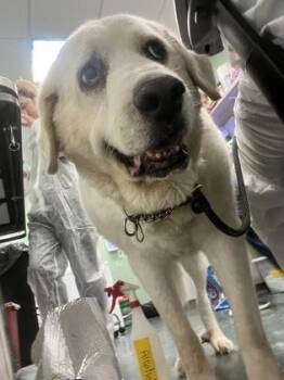 Great Pyrenees and Mixed Breed Dogs Available for Adoption in Fort Worth, Texas - Sheriff Of Nottingham | PetCurious