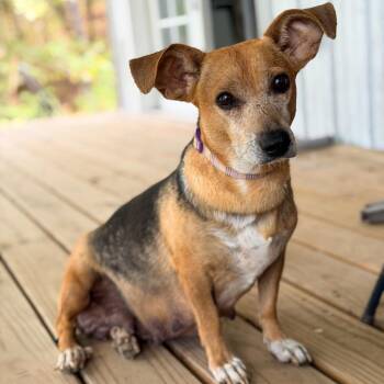 Journey -  Beagle Dog for Adoption in Branson, Missouri - Journey | PetCurious