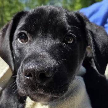 Soldier -  Labrador Retriever and Mixed Breed Dog for Adoption in Voorhees Township, New Jersey - Soldier | PetCurious