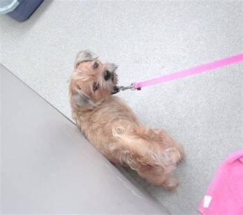 RIDDLER -  Shih Tzu and Mixed Breed Dog for Adoption in Omaha, Nebraska - RIDDLER | PetCurious