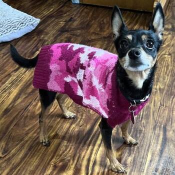Chihuahua Dogs Available for Adoption - Lilly Mae | PetCurious