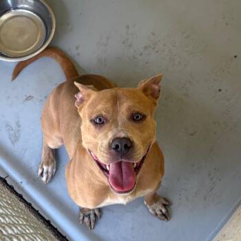 Big Head -  Pit Bull Terrier Dog for Adoption in Lufkin, Texas - Big Head | PetCurious