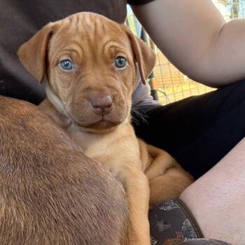 Ami -  Chocolate Labrador Retriever Dog for Adoption in St. Augustine, Florida - Ami | PetCurious