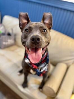 Pit Bull Terrier and Blue Lacy Dogs Available for Adoption in Friendswood, Texas - Ruby Bluebird Babe | PetCurious
