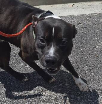 Pen 193 King C -  Pit Bull Terrier Dog for Adoption in Lawrenceville, Georgia - Pen 193 King C | PetCurious