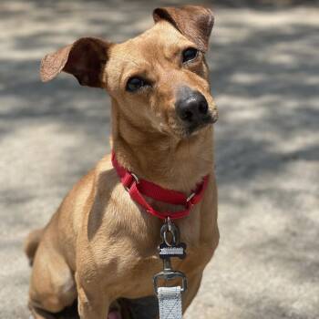 Ralphie -  Dachshund and Mixed Breed Dog for Adoption in Riverside, California - Ralphie | PetCurious