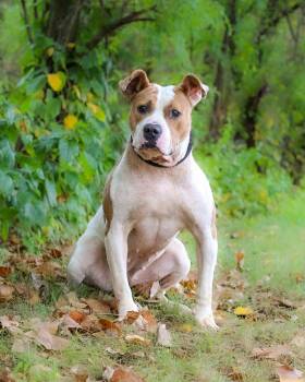 Rescue American Bully Dogs for Adoption in Bridgeport, Connecticut - SHANIA TWAIN | PetCurious