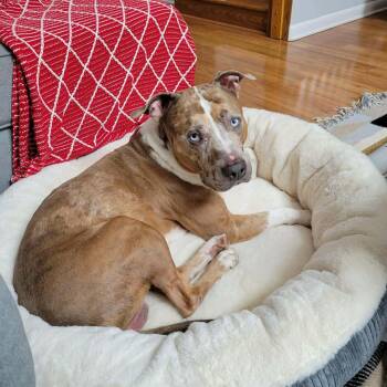 Pit Bull Terrier Dogs Available for Adoption - Rune | PetCurious