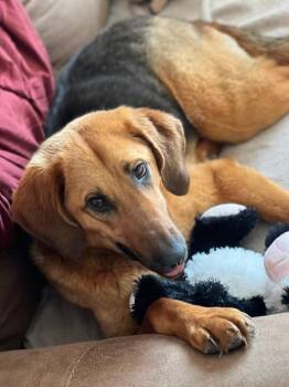 Rescue Hound Dogs for Adoption in Colleyville, Texas - Ellie Mae | PetCurious