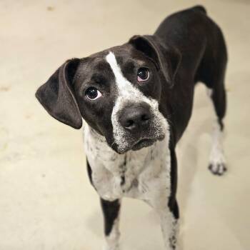 Colby -  Boxer and Boston Terrier Dog for Adoption in Chicago, Illinois - Colby | PetCurious