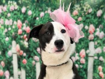 Australian Cattle Dog Blue Heeler and Mixed Breed Dogs Available for Adoption - LULU | PetCurious