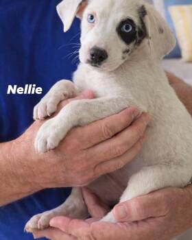 Australian Shepherd and Great Pyrenees Dogs Available for Adoption in Irving, Texas - Nellie | PetCurious