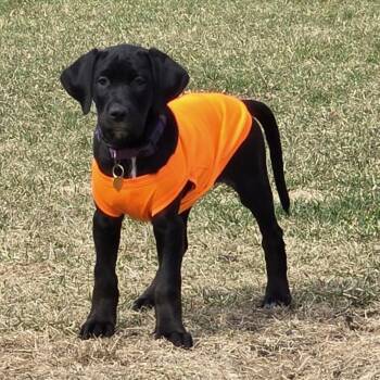 Retriever and Spaniel Dogs Available for Adoption in Fargo, North Dakota - Microfiche | PetCurious