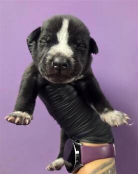 Freddy* -  Australian Cattle Dog Blue Heeler and Mixed Breed Dog for Adoption in El Paso, Texas - Freddy* | PetCurious