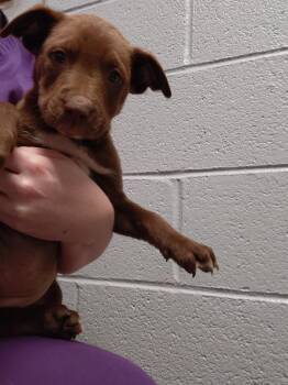 Mixed Breed Dogs Available for Adoption in Henderson, North Carolina - Penelope | PetCurious