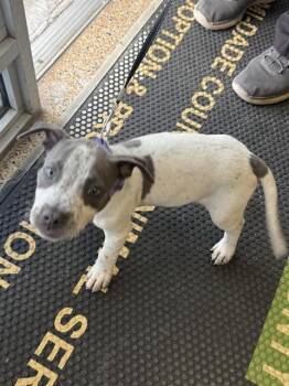 American Bulldog Dogs Available for Adoption in Doral, Florida - CHICO | PetCurious