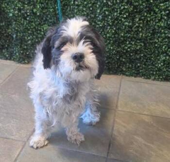 61204167 -  Miniature Poodle and Shih Tzu Dog for Adoption in El Paso, Texas - 61204167 | PetCurious