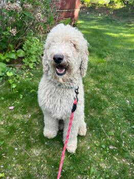 Goldendoodle Dogs Available for Adoption in Columbia, Maryland - Willard | PetCurious
