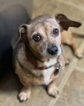 FRANKIE -  Chiweenie Dog for Adoption in Huntington, New York - FRANKIE | PetCurious