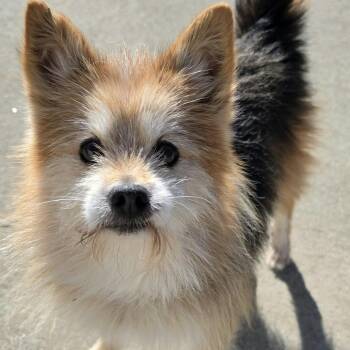 Tigre, Sweet Senior Boy -  Terrier and Chihuahua Dog for Adoption in Meriden, Connecticut - Tigre, Sweet Senior Boy | PetCurious