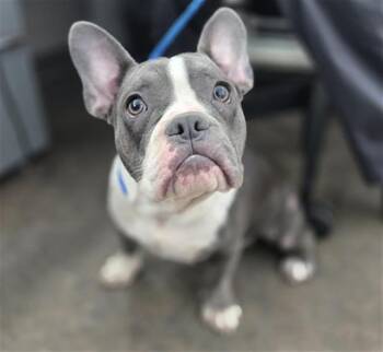Tiana -  French Bulldog Dog for Adoption in Portland, Maine - Tiana | PetCurious