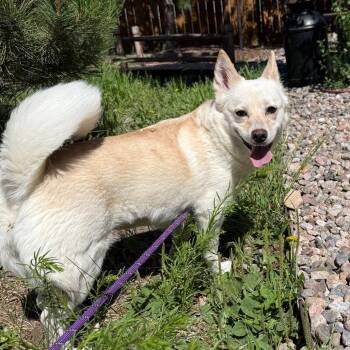 Leia -  Mixed Breed Dog for Adoption in Cheyenne, Wyoming - Leia | PetCurious