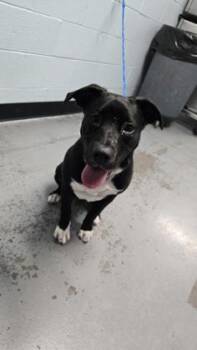 Penny -  Labrador Retriever Dog for Adoption in Sacramento, California - Penny | PetCurious