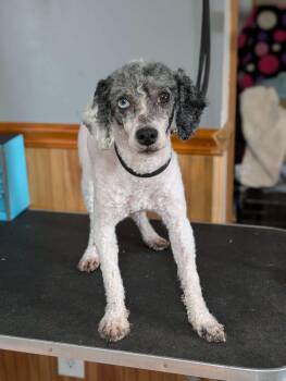 Smudge -  Miniature Poodle Dog for Adoption in Cowlesville, New York - Smudge | PetCurious